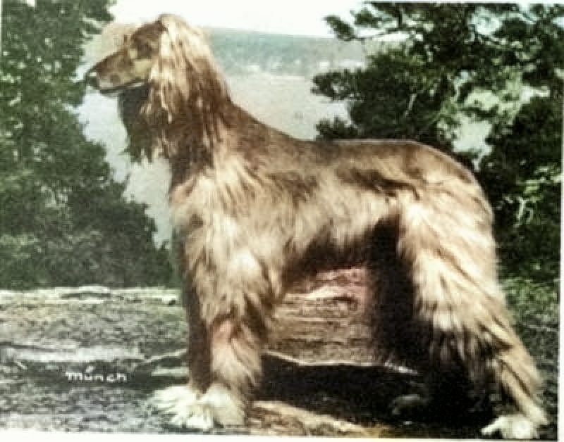 CAN CH Zaradas Kumala Khandari - Afghan Hound Pedigree Database