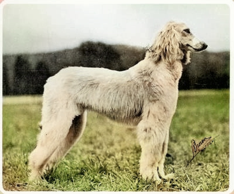 CAN CH Zaradas Kumala Khandari - Afghan Hound Pedigree Database