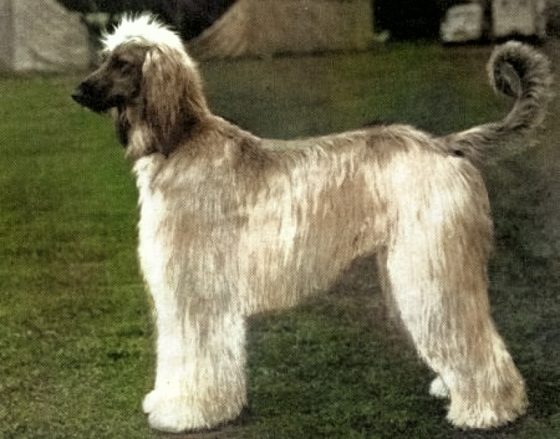 CAN CH Zaradas Kumala Khandari - Afghan Hound Pedigree Database