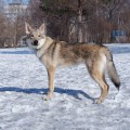 LUKAVYI VOLK AKELA S ELENIGORII LUKAVYI VOLK AKELA S ELENIGORII