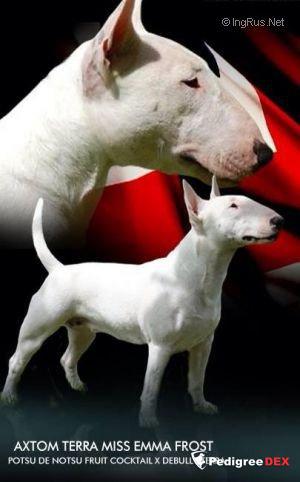 Ingrus best sale bull terrier