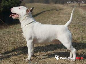 Ingrus miniature bull store terrier