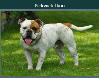 Pickwick bulldogs hot sale