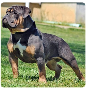 Rio bravo best sale olde english bulldogge