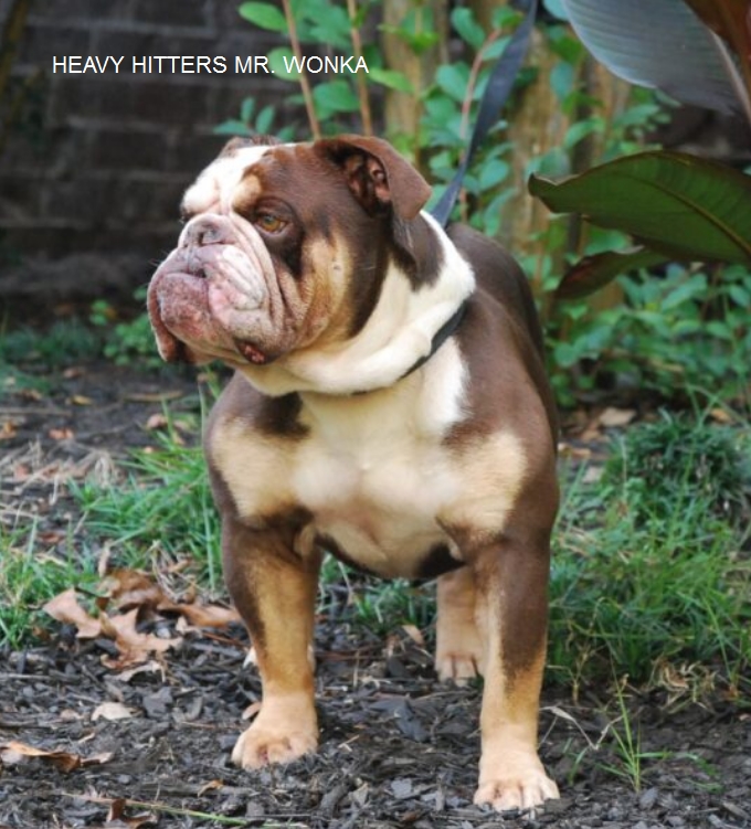 Meadow valley hot sale bulldogs