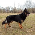 AVANTYURIN S ELENIGORII AVANTYURIN S ELENIGORII