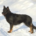 DEVOCHKA-PRIPEVOCHKA S ELENIGORII DEVOCHKA-PRIPEVOCHKA S ELENIGORII