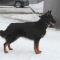 ZHZHENIY SAHAR S ELENIGORII ZHZHENIY SAHAR S ELENIGORII