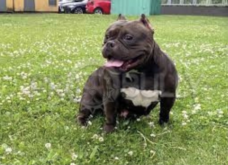 American bully sale pantera