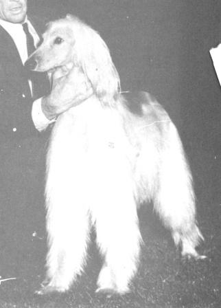 CAN CH Zaradas Kumala Khandari - Afghan Hound Pedigree Database