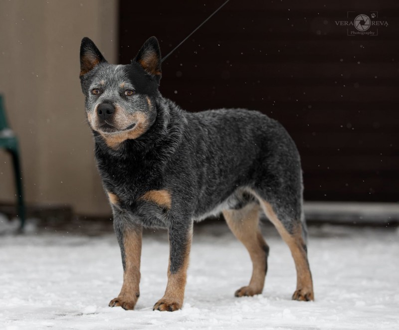 Cattlemaster dog hot sale breed