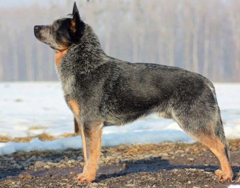 Darwin - guinzaglio allungabile per cani - Blue Heeler