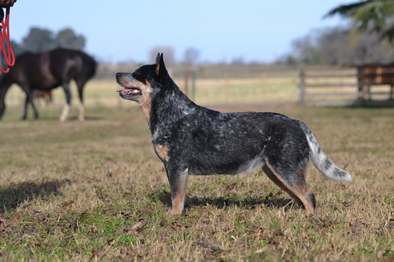 Yarraman store cattle dogs