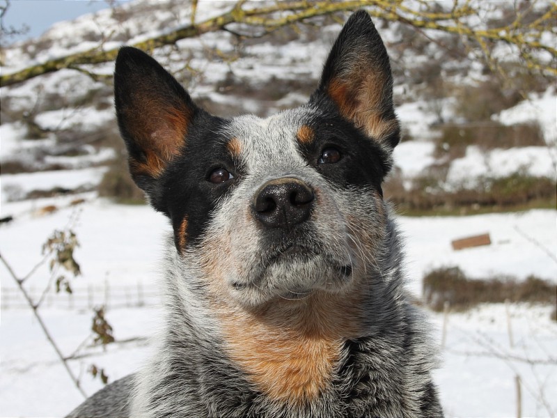 Darwin - guinzaglio allungabile per cani - Blue Heeler