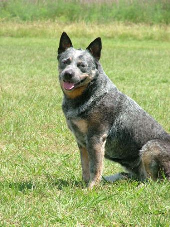 Pavesi 2024 cattle dogs