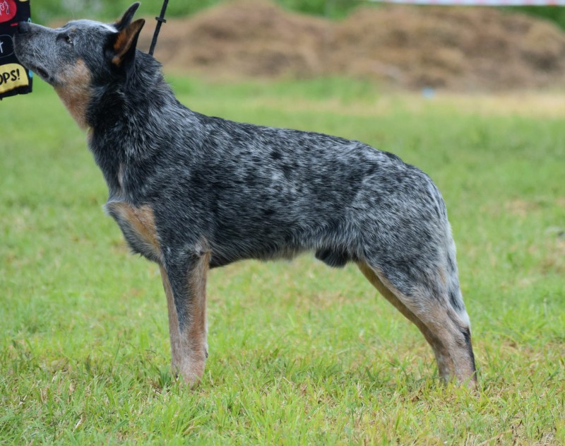 Yarraman store cattle dogs