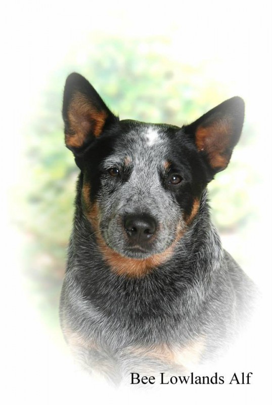 Yarraman store cattle dogs