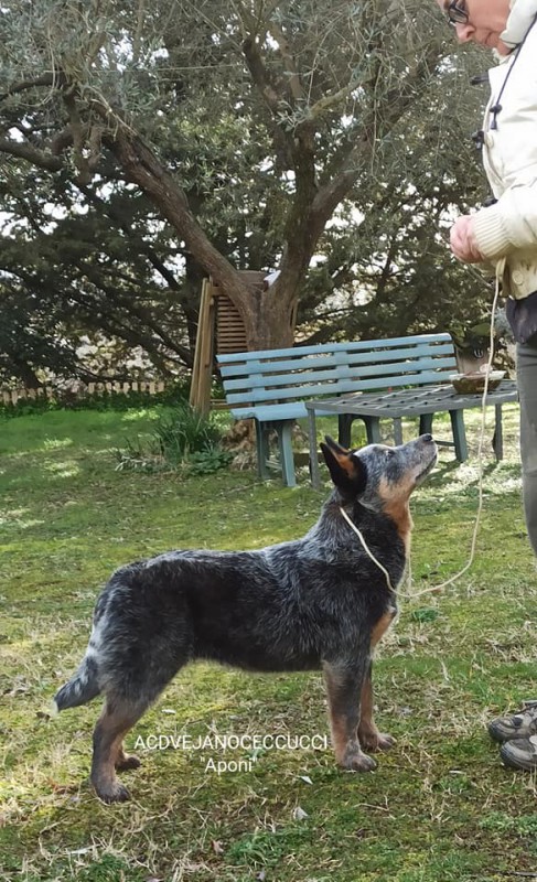 Darwin - guinzaglio allungabile per cani - Blue Heeler