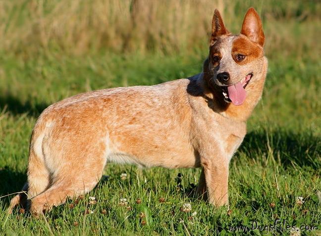 Base de datos de pedigrí Australian Cattle Dog