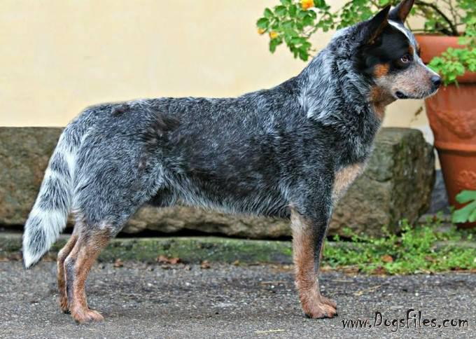 Blue store heeler pedigree