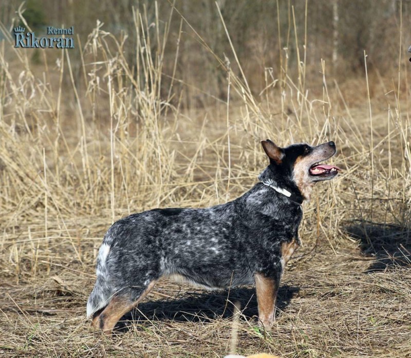 Catalina store cattle dog