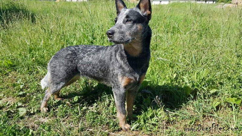 australian cattle dog pedigree