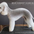 MOYA GORDOST LEYAR ALFRED MOYA GORDOST LEYAR ALFRED