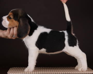 Pedigree database Beagle