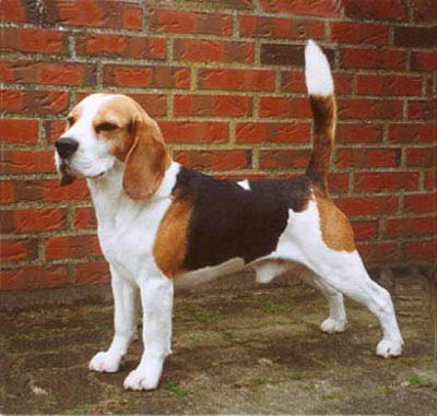 Pedigree database Beagle