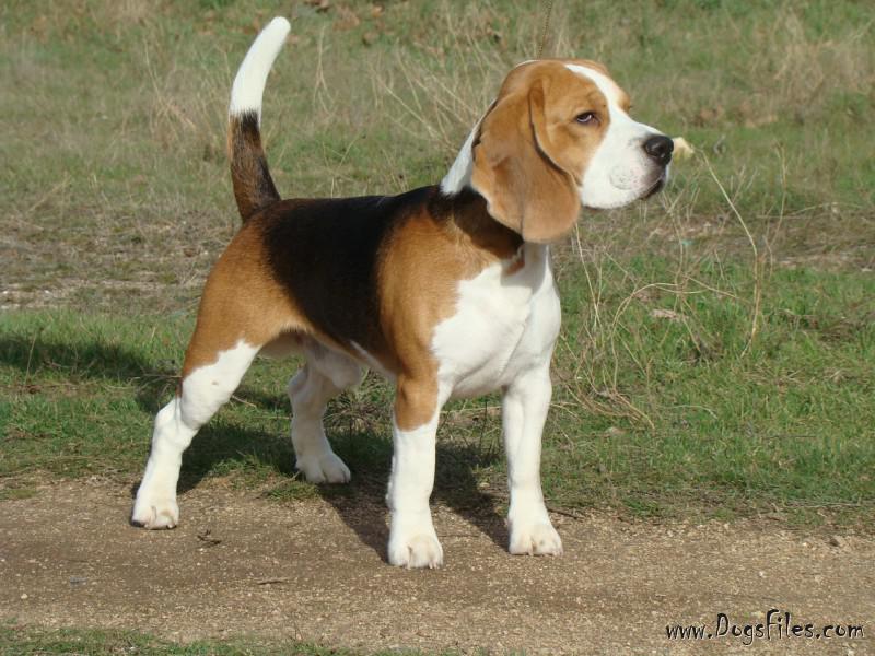 pedigree for beagle