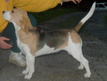 Pedigree database Beagle