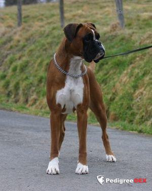 Boxer store pedigree database