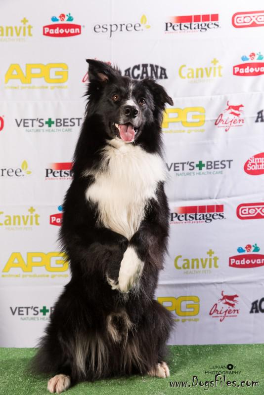 Border Collie pedigree database