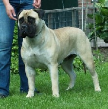 Blonde bullmastiff store