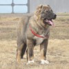 Кавказская овчарка Кавказская овчарка