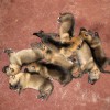Чехословацкая волчья собака Чехословацкая волчья собака
