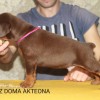 Доберман Доберман