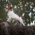 ALMOND SHAPE JACK BUDDY ROYAL