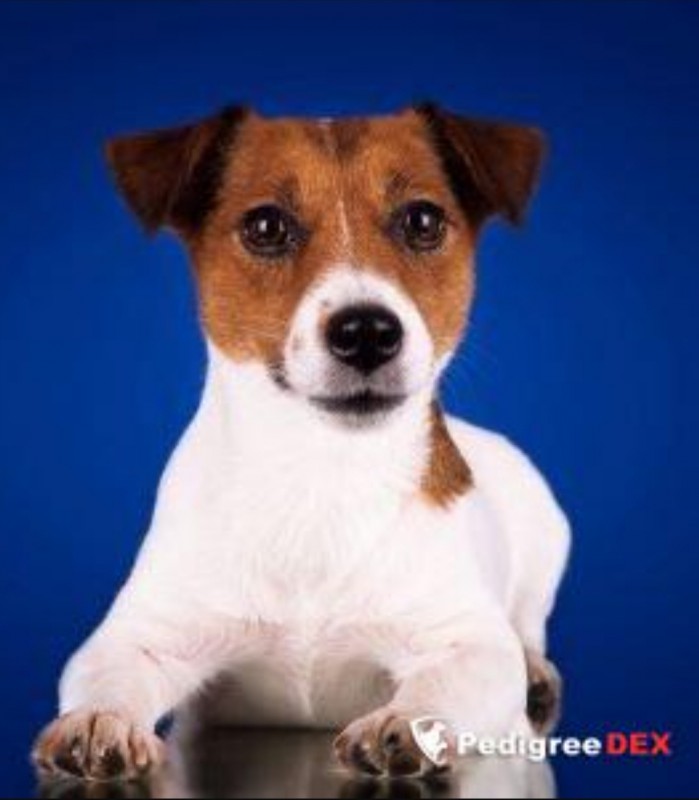 Собака убегает. Лай рассел терьера. Парсон джек рассел терьер. Белый джек рассел терьер щенок. Джек рассел.