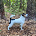 ADM'S DOGS ALTAIR ADM'S DOGS ALTAIR