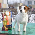 VIVAT TERRIER REAL WINNER VIVAT TERRIER REAL WINNER