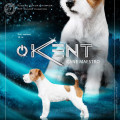 CANE MAESTRO KENT CANE MAESTRO KENT
