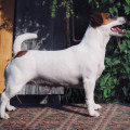 INFANTA-IZABELLA INFANTA-IZABELLA