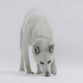 WINTER WHITE WOLF DEMON