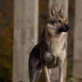 AYAVRIK WOLFDOG