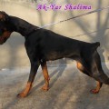 AK-YAR SHALIMA