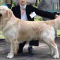 APOLLOS GOLDEN LAIE