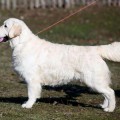 ARILIS LINE ARISTOKRAT IN LIFE ARILIS LINE ARISTOKRAT IN LIFE