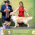 ABSOLUTE DREAM SHOW NEW SUNNY