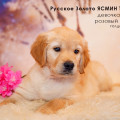 RUSSKOE ZOLOTO YASMIN TIFFANI RUSSKOE ZOLOTO YASMIN TIFFANI